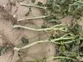 Soybean plant