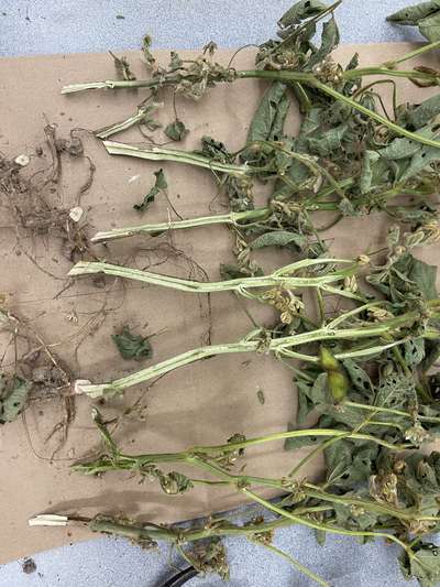 Soybean plant