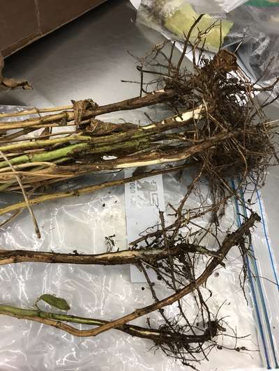 Soybean roots