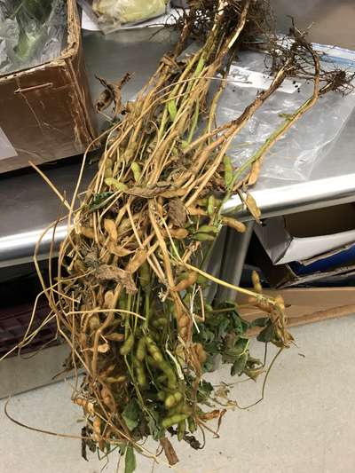 Soybean plant