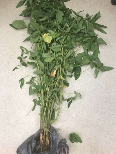 Soybean plant