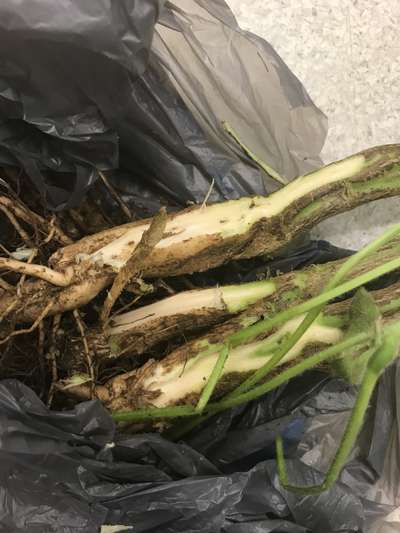 Soybean stems
