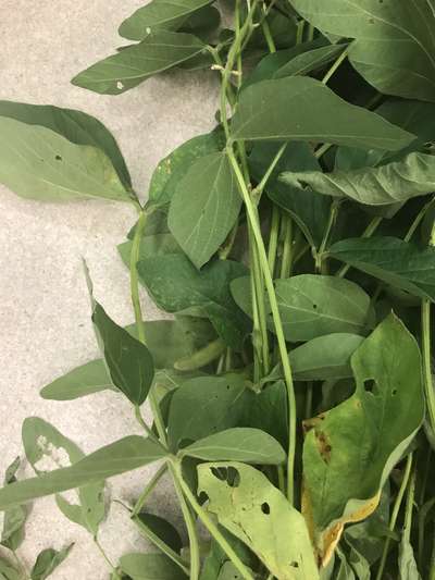 Soybean leaves