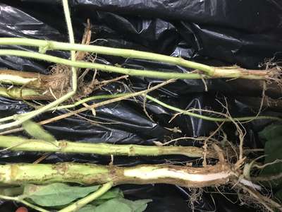 Soybean stems