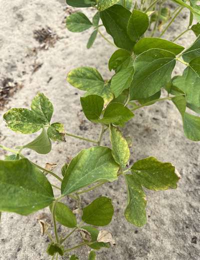 Soybean plants