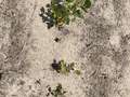 Up-close photo of zinc toxicity injury in soybean.