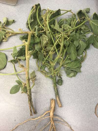 Soybean plant