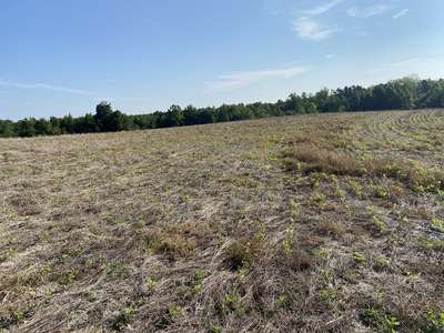 Soybean field