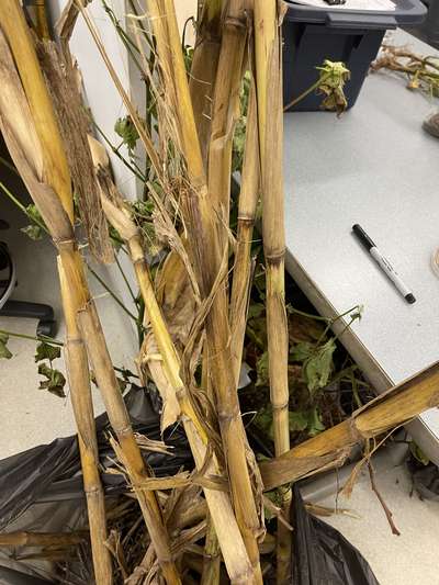 Corn stalks