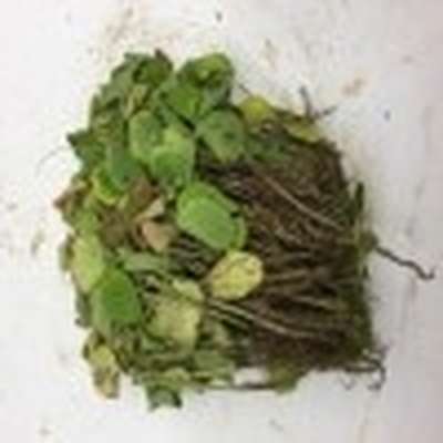 Photo of multiple soybean plants showing yellowed and wilted plants.