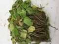 Photo of multiple soybean plants showing yellowed and wilted plants.