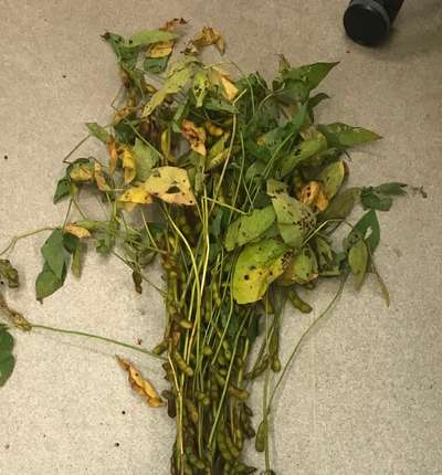 Soybean plant