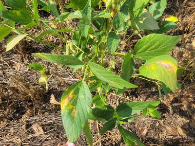 Soybean leaves