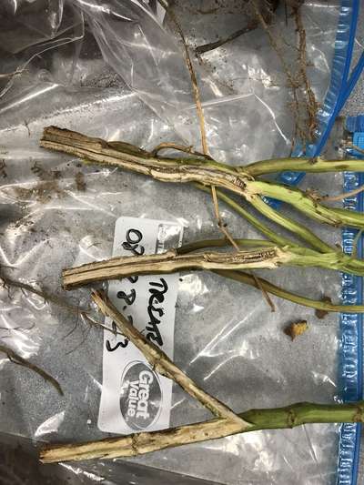 Soybean stems