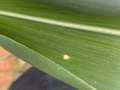 Corn leaf with on oval tan spot with yellow water-soaked borders