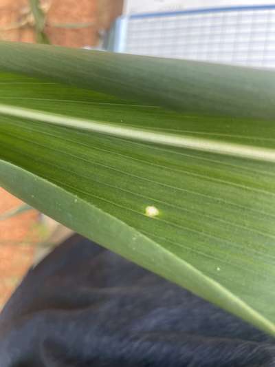 Corn leaf with on oval tan spot with yellow water-soaked borders
