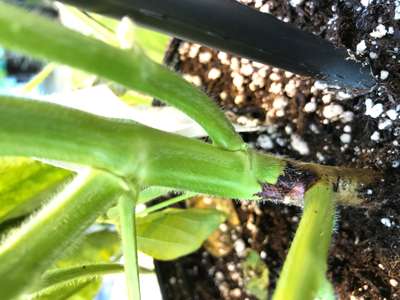 Soybean stem