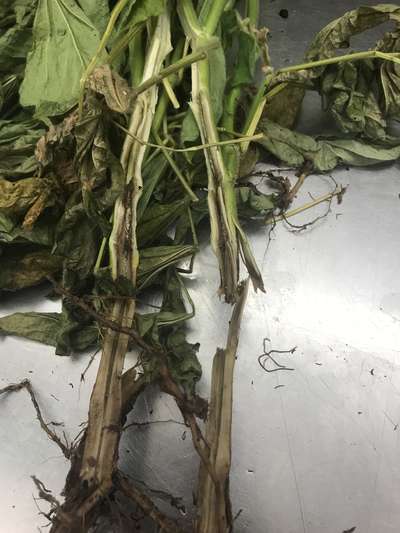Soybean stems