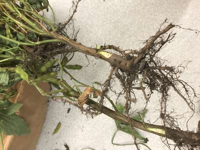 Soybean stems