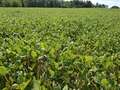 Soybean field affected