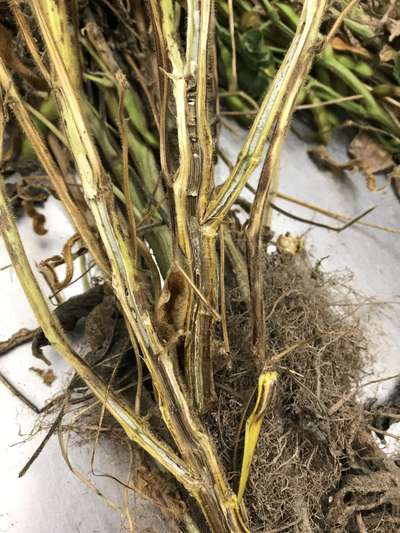 Soybean stems
