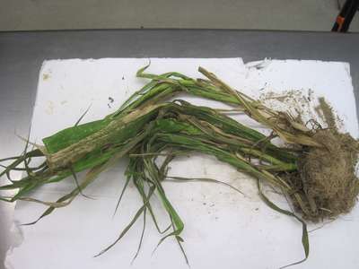 Corn leaves