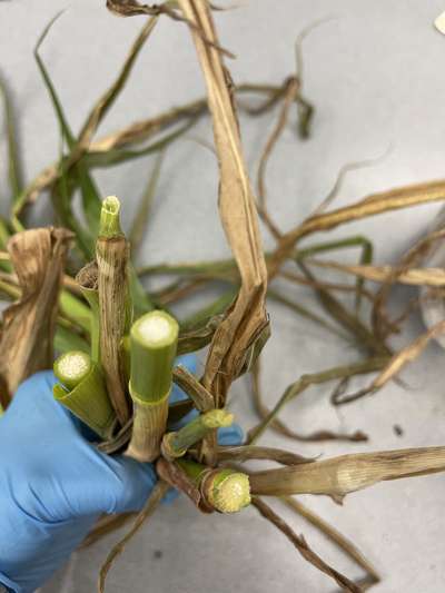 Corn stems