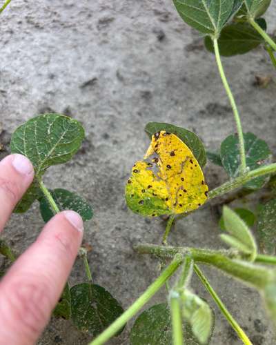 Yellowing soybean leaf with brown spots