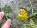Yellowing soybean leaf with brown spots