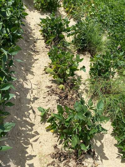 Soybean field