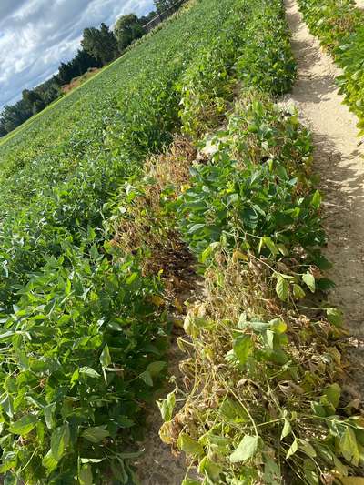 Soybean field