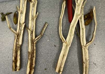 Soybean stem