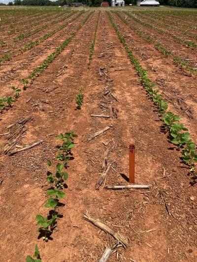 Broad photo of multiple rows of soybeans showing some plants dead and some healthy.