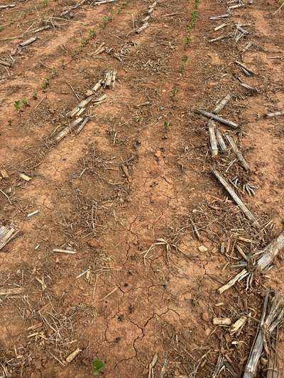 Photo of multiple soybean plants showing total necrosis while others beside it are green and growing.