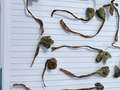 Up-close photo of multiple soybean plants showing diseased roots and foliar chlorosis.