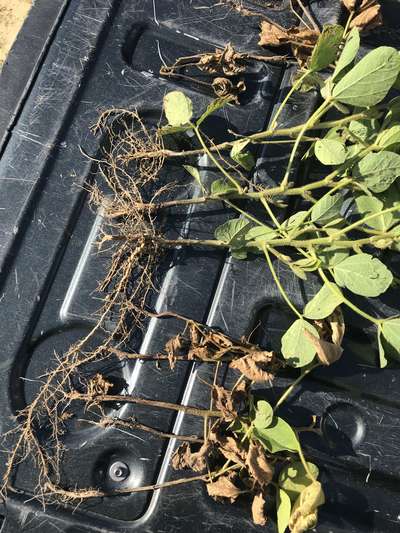 Soybean plants