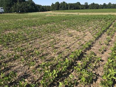 Soybean field