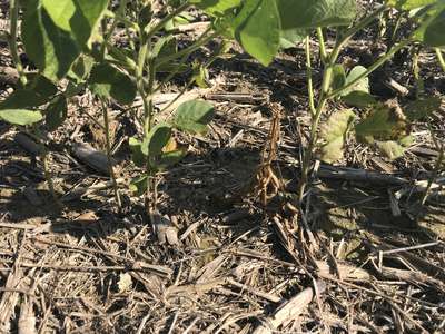 Soybean plants