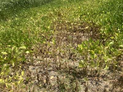 Affected field