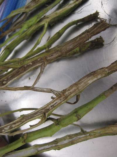 Soybean stems