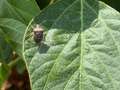 Up-close photo of a brown stink bug on a soybean leaf.
