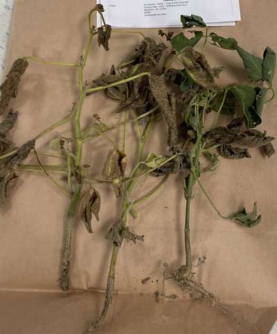 Brown and dry soybean samples on top of a brown bag