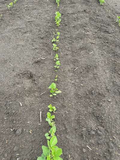Photo of multiple soybean plants showing  many eaten below cotyledonary node.