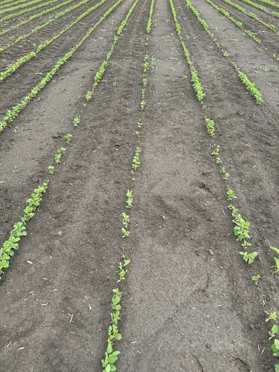 Broad photo of multiple soybean plants showing  many eaten below cotyledonary node.