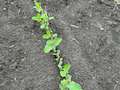Photo of multiple soybean plants showing  many eaten below cotyledonary node.