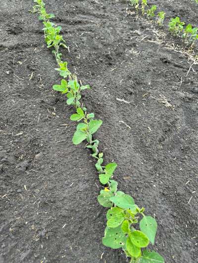 Photo of multiple soybean plants showing  many eaten below cotyledonary node.