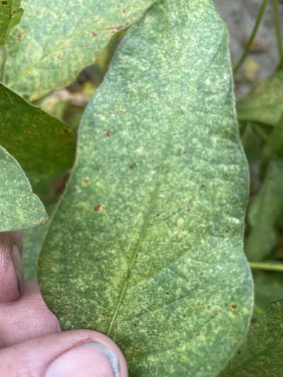 Soybean leaves