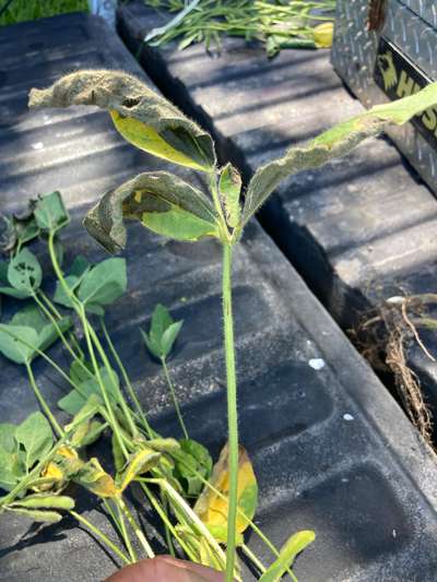 Soybean leaves