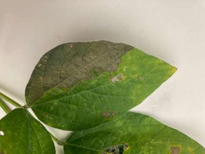 Soybean leaves