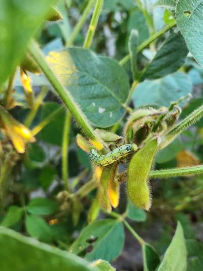 Up-close photo of a cornear worm on a soybean plant